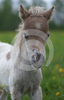 Portrait of a cute foal