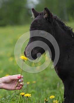 Portrait of a cute foal with the flower