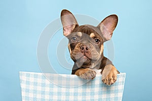 Portrait a cute french bulldog looking at the camera and hanging over a blue basket on a blue background with its paws over the