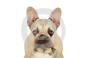 Portrait of a cute French bulldog puppy