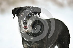 Portrait of cute funny black labrador dog in white fresh snow on frosty winter day