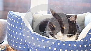 Portrait of a cute funny black and white cat with yellow eyes, lying in a blue pet bed.