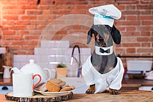 Portrait of a cute funny dachshund dog, black tan, in kitchen cooking or eating on table with white chef hat