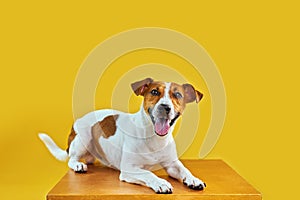 Portrait of cute funny dog jack russell terrier.