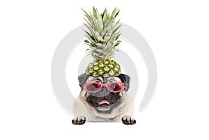 Portrait of cute funny frolic summer pug puppy dog with sunglasses and pineapple hat, hanging with paws on blank white banner