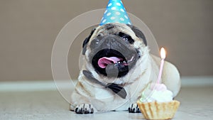 Portrait of cute funny pug dog with party hat and bow tie and birthday cake with candle