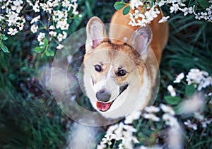 Portrait of cute funny puppy red dog Corgi looking up on natural background of cherry blossoms in spring evening may garden