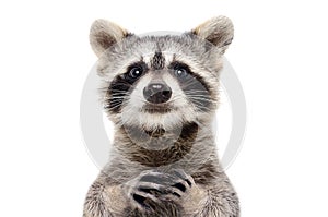 Portrait of a cute funny raccoon