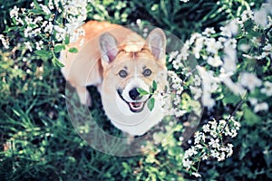 Portrait of cute funny red dog puppy Corgi sitting on natural background of flowering shrubs in spring evening may garden and