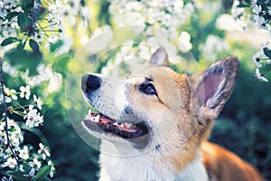 Portrait of cute funny red dog puppy Corgi sitting on natural background of flowering shrubs in spring  may garden and looking up