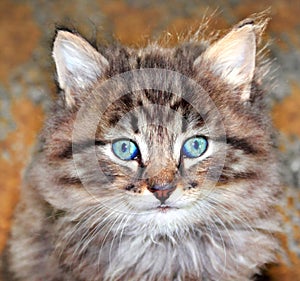 Portrait of cute furry kitten