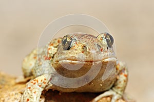 Portrait of cute garlic toad photo