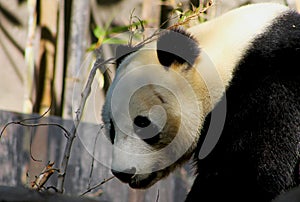 Portrait of Cute Giant Panda