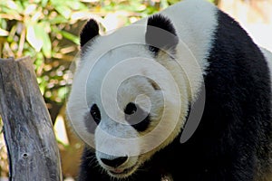 Portrait of Cute Giant Panda