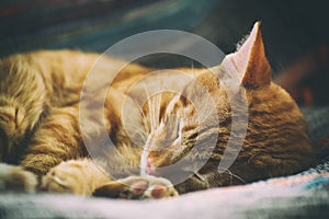 Portrait of a cute ginger cat