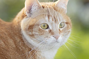 Portrait of cute ginger cat outdoors, face pet, fluffy cheeks