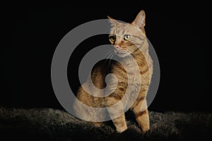 Portrait of cute ginger cat sitting on lambskin and looking away.