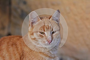 Portrait of a cute ginger-colored cat