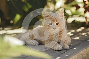 Portrait of cute ginger kitten lying in the yard, cat walking outdoors, lovely pets on nature