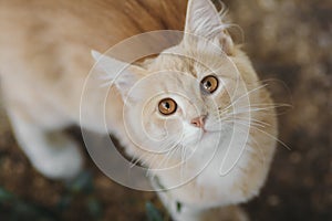 Portrait of cute ginger kitten top view, cat walking outdoors, pet face with brown eyes looking up at the camera