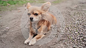 Portrait of cute ginger little adorable long-haired chihuahua dog walking on sunny day