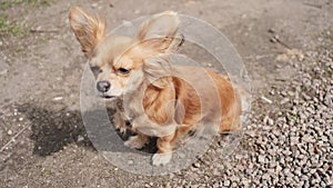 Portrait of cute ginger little adorable long-haired chihuahua dog walking on sunny day