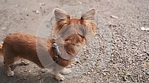 Portrait of cute ginger little adorable long-haired chihuahua dog walking on sunny day