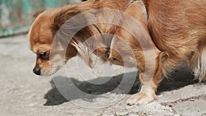 Portrait of cute ginger little adorable long-haired chihuahua dog walking on sunny day