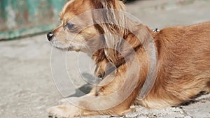 Portrait of cute ginger little adorable long-haired chihuahua dog walking on sunny day