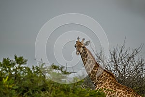 Portrait of a cute Giraffe while on a safari in a nature reserve