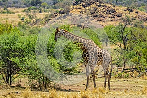 Portrait of a cute Giraffe while on a safari in a nature reserve