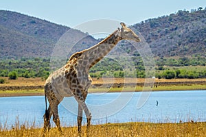 Portrait of a cute Giraffe while on a safari in a nature reserve