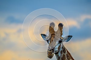 Portrait of a cute Giraffe while on a safari in a nature reserve