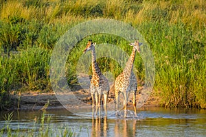 Portrait of a cute Giraffe while on a safari in a nature reserve