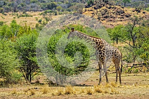 Portrait of a cute Giraffe while on a safari in a nature reserve