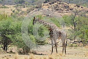 Portrait of a cute Giraffe while on a safari in a nature reserve