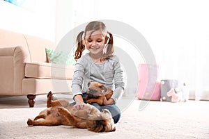 Portrait of cute girl with funny Brussels Griffon dogs at home. Loyal friends