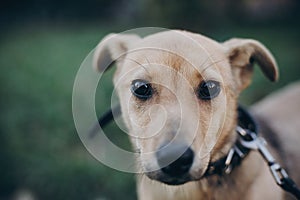 Portrait of cute golden puppy with sad black eyes and emotions in park. Dog shelter. Scared homeless doggy walking in city street