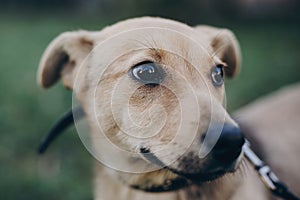 Portrait of cute golden puppy with sad black eyes and emotions in park. Dog shelter. Scared homeless doggy walking in city street