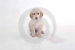 A portrait of a cute Golden Retriever dog sitting on the floor, isolated on white backgroundGolden retriever puppy dog