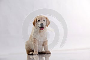 A portrait of a cute Golden Retriever dog sitting on the floor, isolated on white backgroundGolden retriever puppy dog