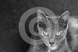 Portrait of a cute gray cat