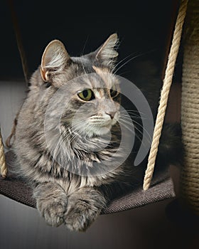 Portrait Cute gray cat with green eyes on a swing