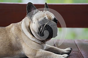 Portrait of a cute gray french bulldog lying on the terrace