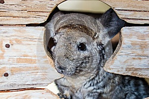 Portrait of cute gray guinea pig in wooden house