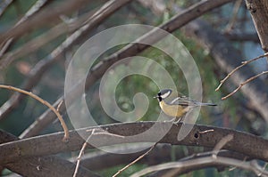 Portrait of a Great Tit resting on a tree branch