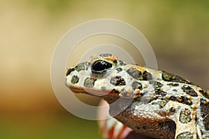 Portrait of cute green toad