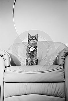 Portrait of a cute grey cat relaxing on baroque armchair. Black and white photo