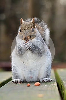 Grey squirrel eating a nut