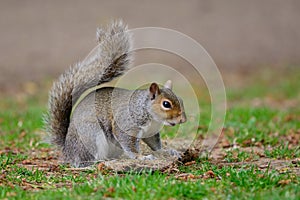 Portrait of a grey squirrel standing on a tuft of grass